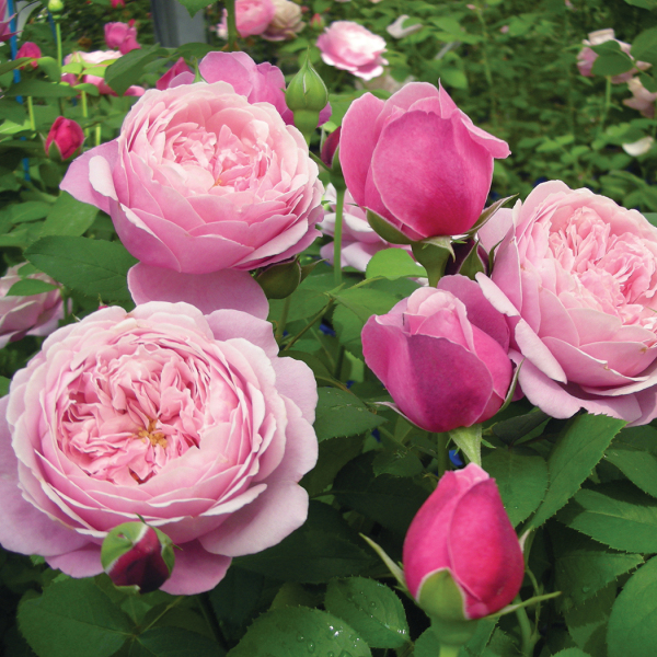 Cathedral Bells™ Shrub Rose, Shrub Roses: Edmunds' Roses
