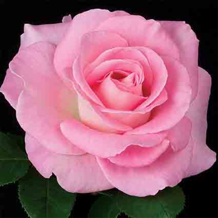 Falling in Love™ Hybrid Tea Rose, Hybrid Tea Roses: Edmunds' Roses