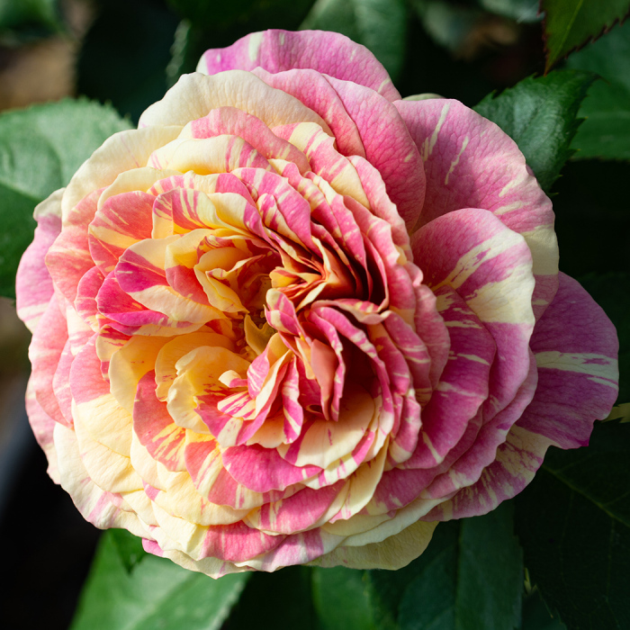 Pop Art™ Grandiflora Rose, Grandiflora Roses: Edmunds' Roses
