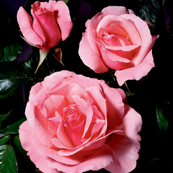 Kabelbaan delicaat voorkant Queen Elizabeth Grandiflora Rose, Grandiflora Roses: Edmunds' Roses